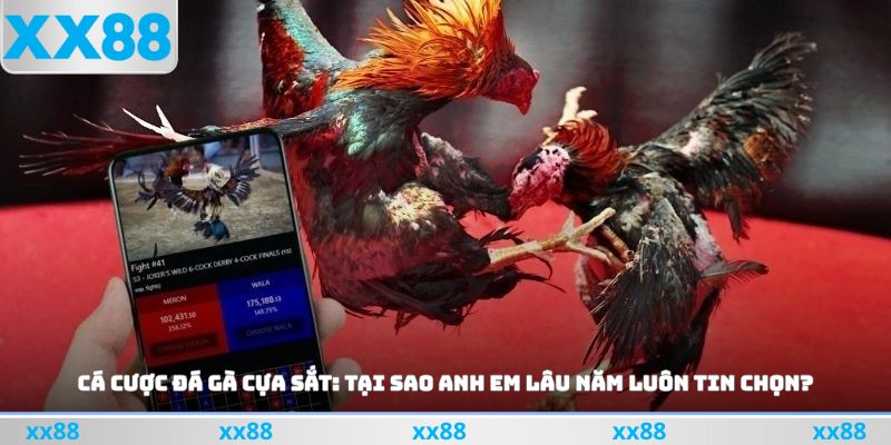 Cá Cược Đá Gà Cựa Sắt
